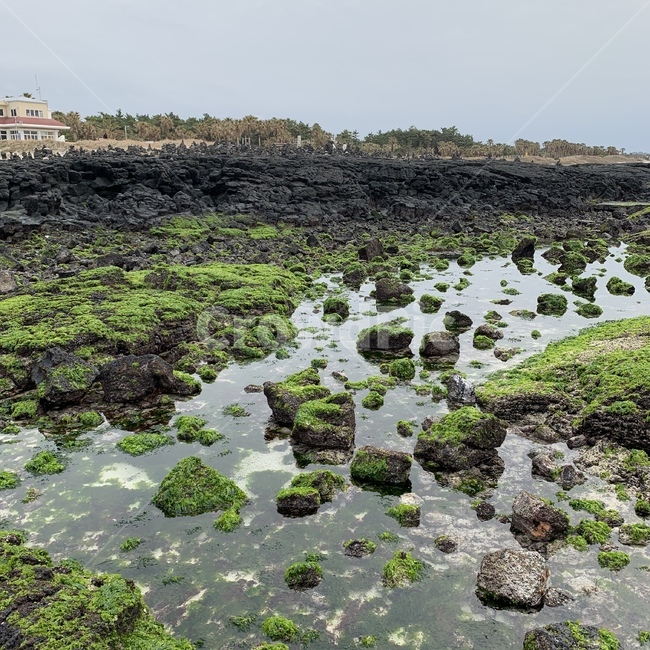협재해수욕장,이끼,협재,돌바닥,해조류