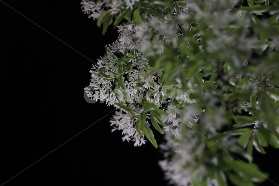 이팝나무꽃,밤,흰색,쌀모양,봄,야경,밤,풍경,nightscape,night,landscape,식물,자연,plants,nature,꽃,flower,plant