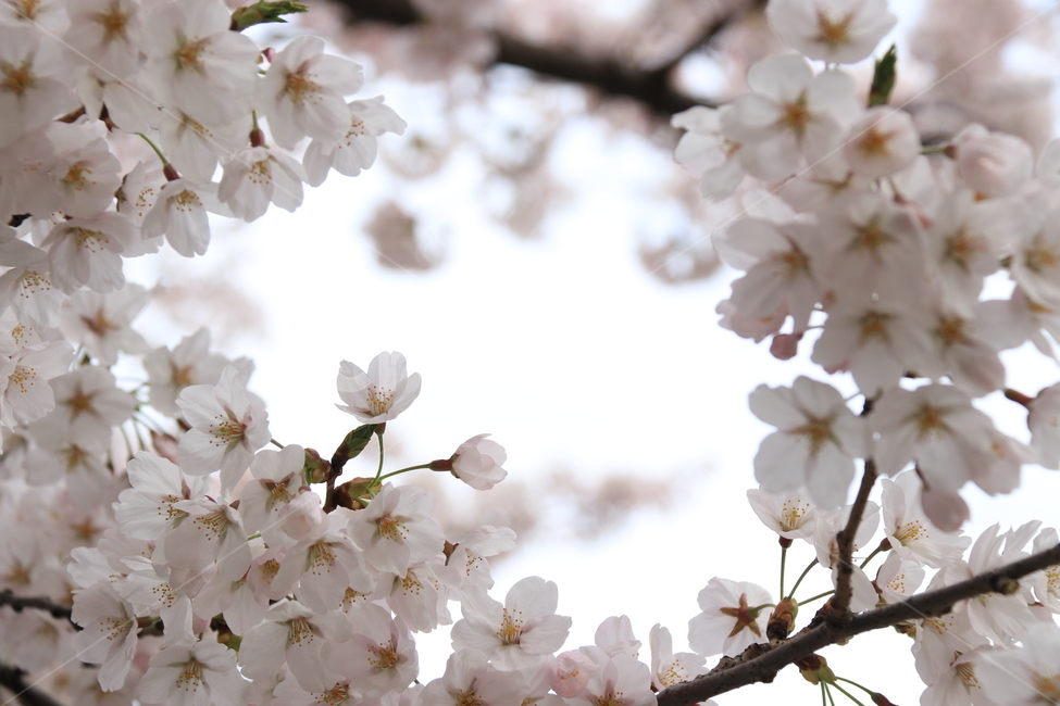 plant,식물,flower,꽃,blossom,cherryblossom,자연,벚꽃,식물,자연,plants,nature,꽃,flower