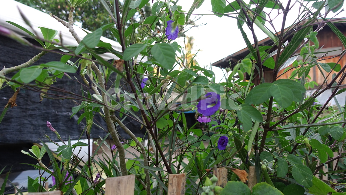 plant,식물,butterflypea,안챤꽃,나팔꽃,보라색,꽃,purple