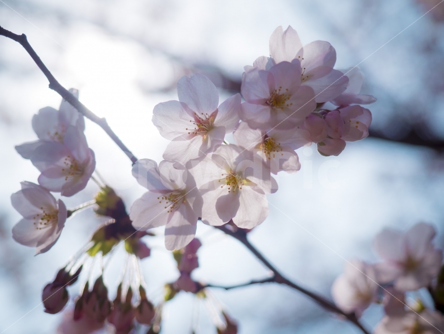 벚꽃,꽃,봄,cherryblossom,flower,식물,자연,plants,nature,감성,sensible,feeling,봄,계절,spring,season,꽃,flower,plant,blossom