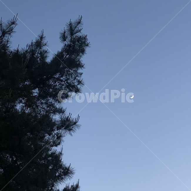 달,초승달,밤,나무,하늘,자연,초저녁