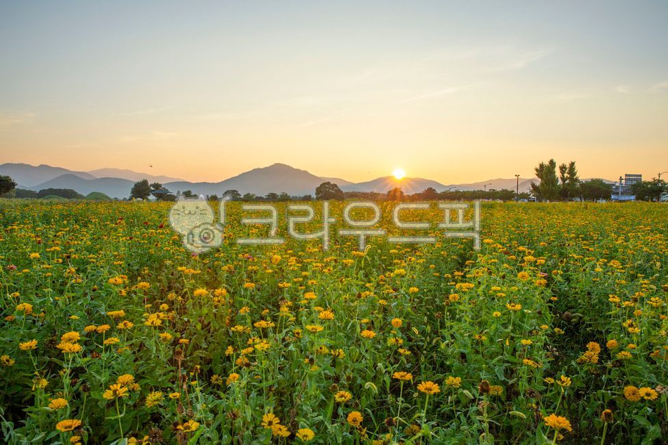 경주,첨성대,백일홍,노란백일홍,첨성대공원,꽃,flower,공원,field,들