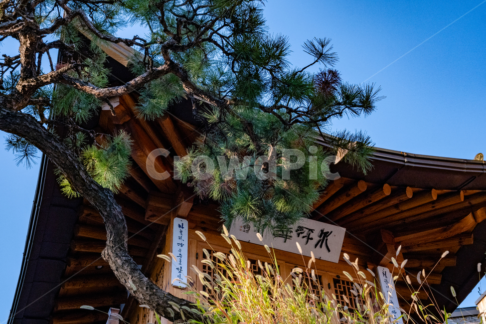 tree,나무,식물,한옥,house,한국전통,한국문화,korean traditional,korean culture