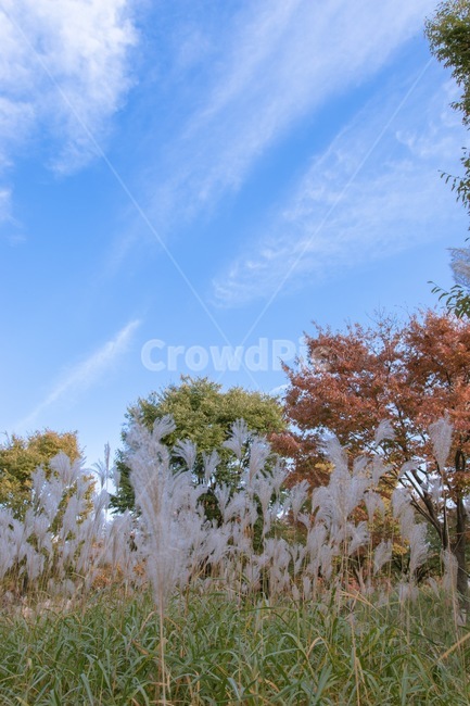 색감,억새,서울숲,단풍,하늘,잔디,식물,자연,plants,nature