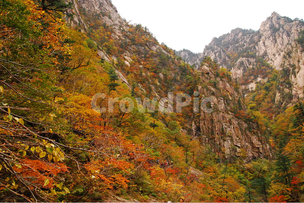 가을,설악산,단풍,가을배경,능선,국립공원,풍경,한국풍경,한국자연경관,10월,가을산,nature,자연,outdoors,옥외,seoraksannationalpark,봉우리,nationalpark,산,maple,천불동계곡,강원도,배경,바탕,백그라운드,background,fall,autumn,season,시즌,계절,plant,골짜기,tree,mountain,outdoor,가을,계절,fall,autumn,season,자연,풍경,nature,landscape,나무,식물