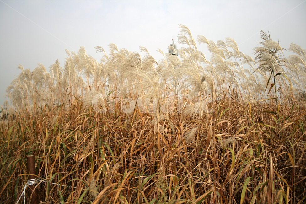 가을,억새,식물,억새풀,풀,가을,계절,fall,autumn,season,grass,잔디,plant,lawn,reed,갈대