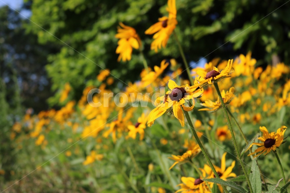 꽃,식물,햇빛,노랑,초록,자연,flower,plants,sunshine,sunlight,yellow,nature,hana,shokubutsu,hizashi,kiiro,midori,green,나무,tree,ki,식물,자연,plants,nature,꽃,flower