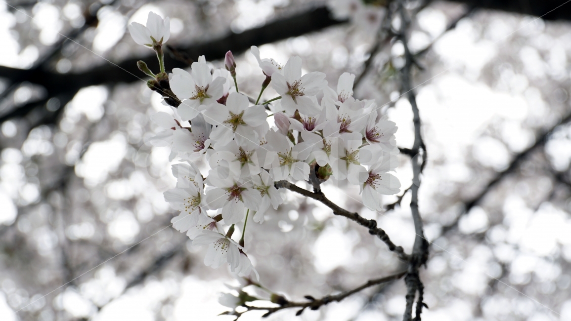 꽃,벗꽃,봄,나무,나뭇가지,벗꽃나무,플라워,봄꽃,이파리,자연,flower,sakura,nature,tree,spring,식물,동네,마을,환경,벚꽃,식물,자연,plants,nature,봄,계절,spring,season,꽃,flower,plant,cherry blossom,blossom