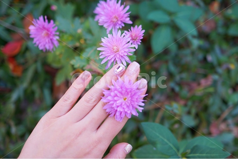 가을,식물,자연,채송화,꽃반지,flower,꽃,flower
