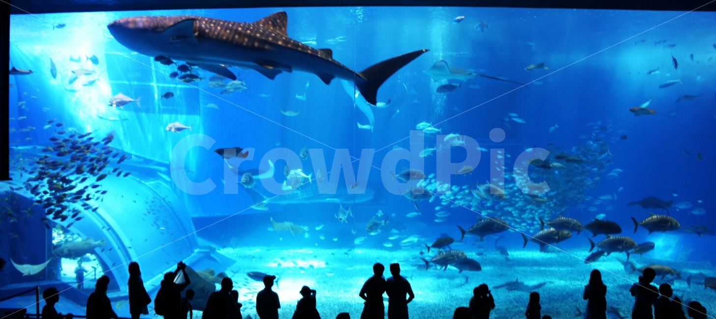수족관,실루엣,인물,츄라우미수족관,물고기,동물,animal,어류,물고기,fish,인물실루엣,사람실루엣,character silhouette,human silhouette,person,사람,human,인간,water,물,aquatic,물의
