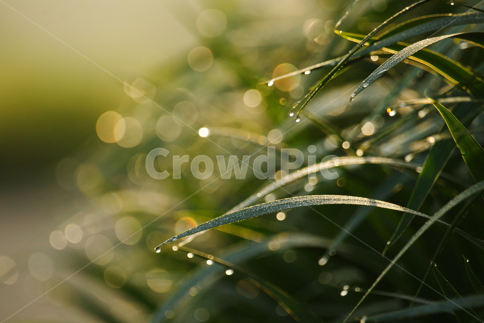 이슬,초록,싱그러움,풀,녹색,자연,식물,자연,plants,nature,휴식,힐링,rest,relaxation,healing