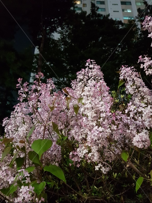 봄,저녁,길가,꽃,밤,저녁꽃,아파트,도시꽃,라벤더,새벽,아침