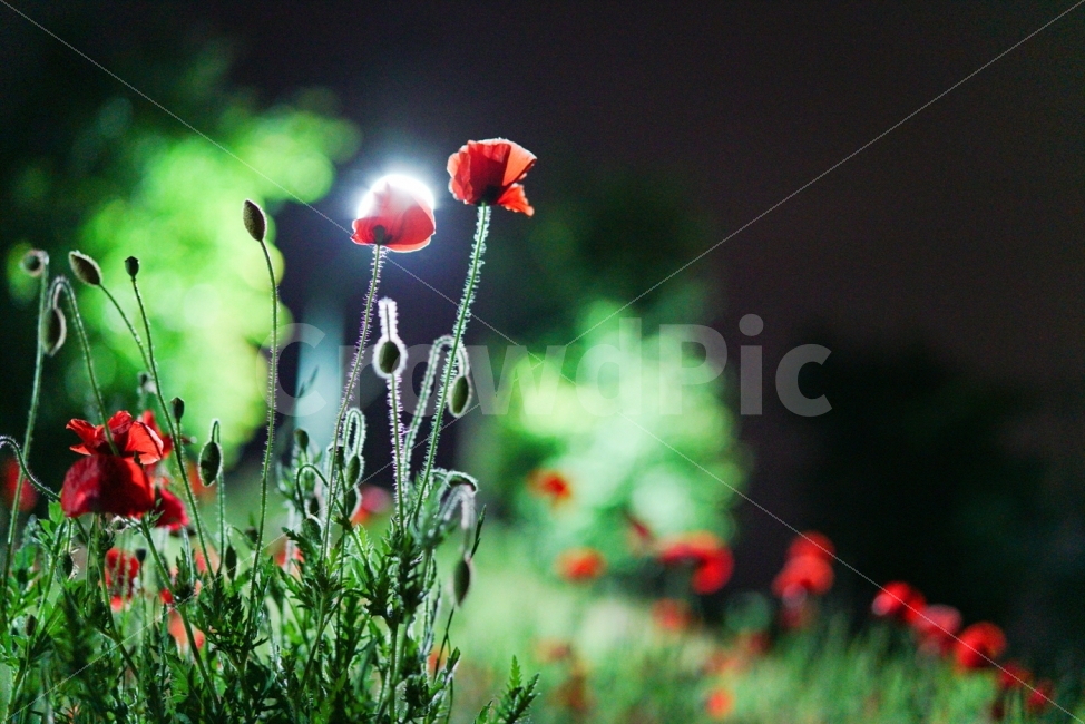 붉은양귀비,양귀비,야경,꽃,빨간꽃,군락,식물,자연,plants,nature,꽃,flower