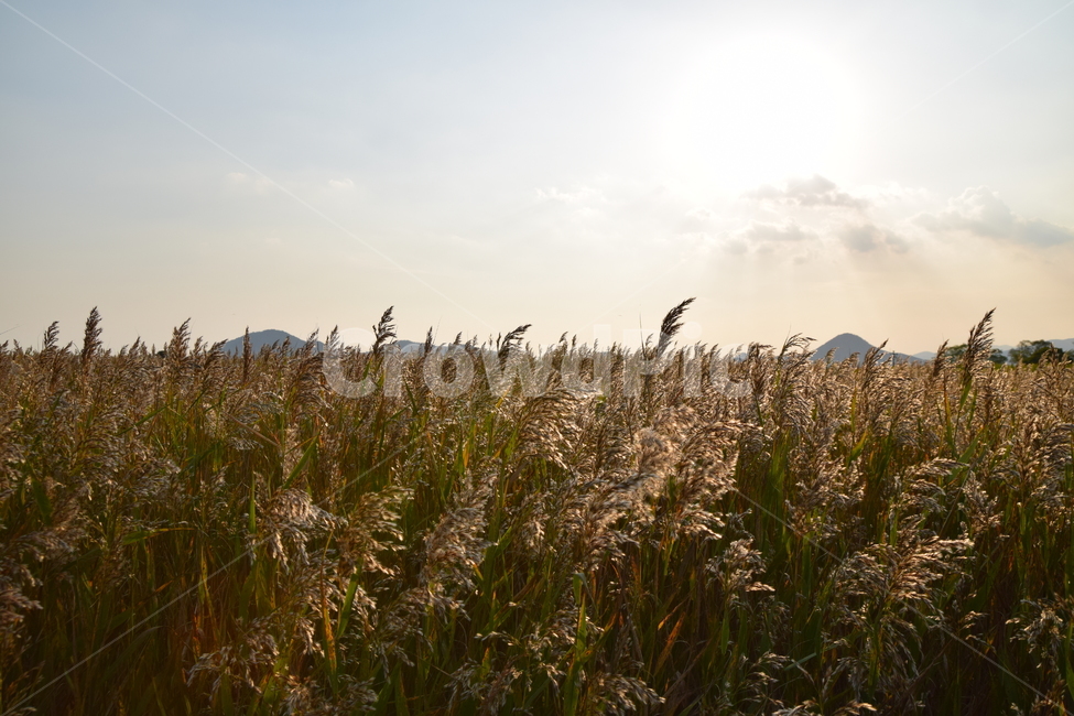 순천만,갈대,갈대숲,일몰,순천,가을,계절,fall,autumn,season,grass,잔디,plant,식물,lawn