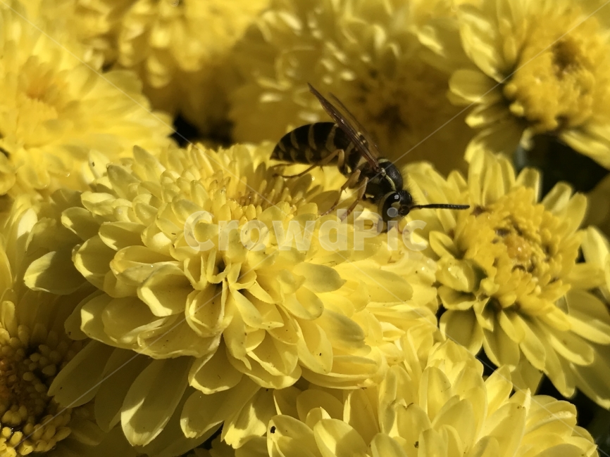 벌,국화,노란,활짝,꽃,곤충,식물,자연,plants,nature,꽃,flower,동물,animal,곤충,벌레,insect,bug