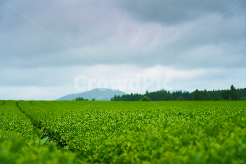 녹차,녹차밭,초록색,그린티,말차,초록,자연,풍경,nature,landscape,field,들,outdoors,옥외,grassland,목초지