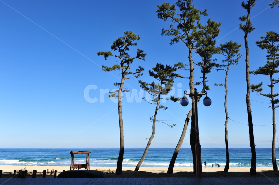 겨울바다,강릉,경포해수욕장,소나무하늘,tree,summer,자연,풍경,nature,landscape,여름,나무,plant,식물