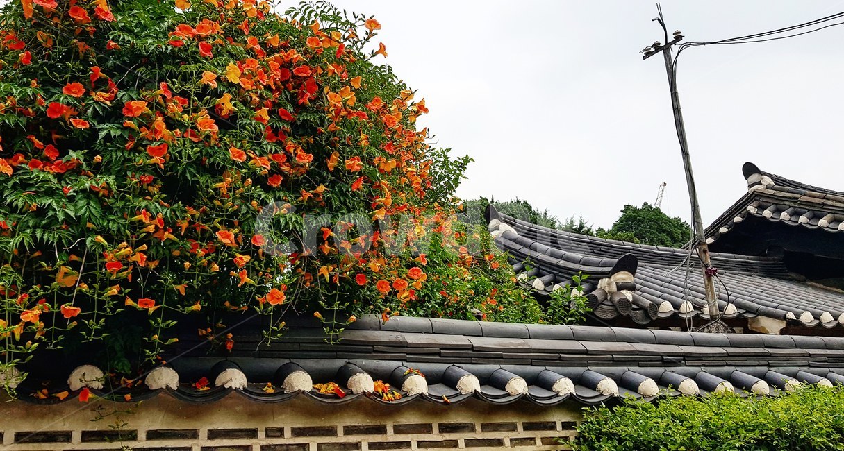 꽃,담벼락,한옥,주황,flower,koreanhouse,orange,봄,spring