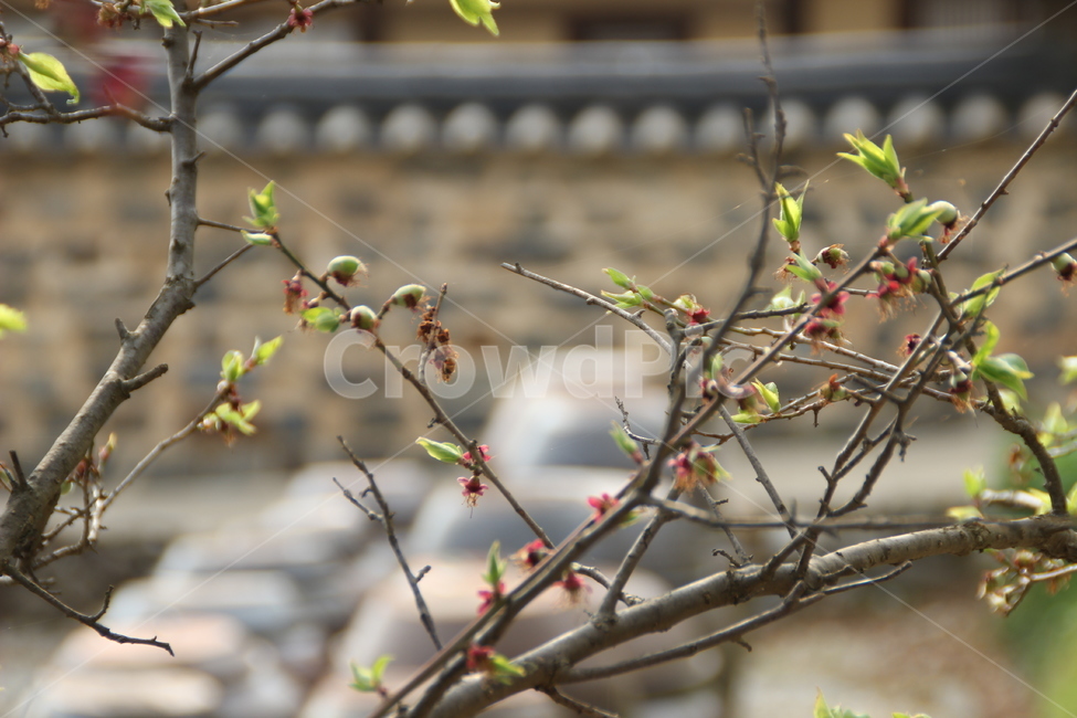 명재고택,고택,봄,목조건물,새잎,새순,논산,myeongjae,oldhouse,spring,woodenbuilding,newleaf,bud,shoot,nonsan