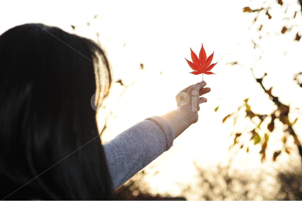 단풍,빨간색,가을,나뭇잎,노을,손,여자,빛,hand,women,fall,red,maple,하늘,가을,계절,fall,autumn,season,사람,인물,인간,human,person,여성,여자,woman,female,lady,감성,sensible,feeling,plant,식물,leaf,잎,tree,나무