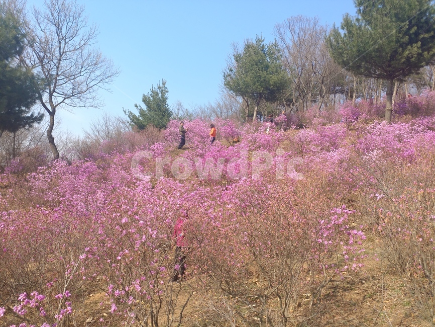 진달래,꽃,동산,공원,축제,봄,계절,spring,season,자연,풍경,nature,landscape,plant,식물,flower,blossom