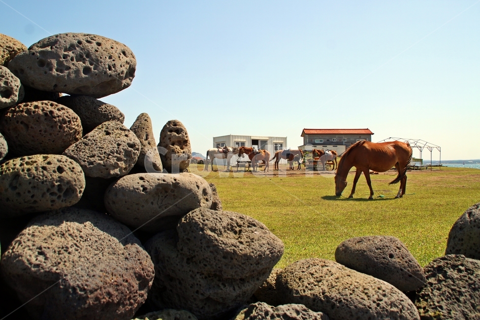 제주도,제주,말,우도,한가로움,제주도,jeju,jeju island,동물,animal,포유류,mammal