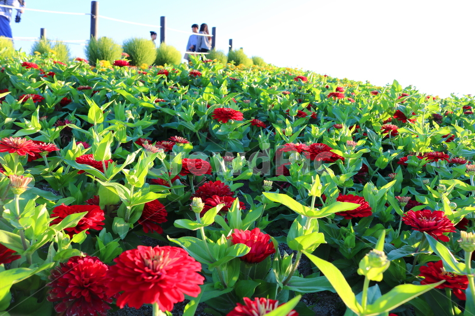 꽃,백일홍,백일홍꽃,식물,자연,국화과,붉은색꽃,식물,자연,plants,nature,꽃,flower,사람들,대중,군중,other people,crowd