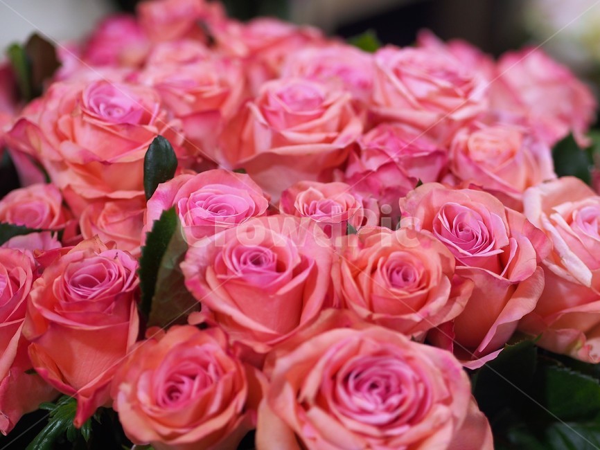장미,꽃,꽃다발,분홍장미,꽃선물,꽃,flower,기념일,축하,anniversary,congratulation,celebrate,celebration