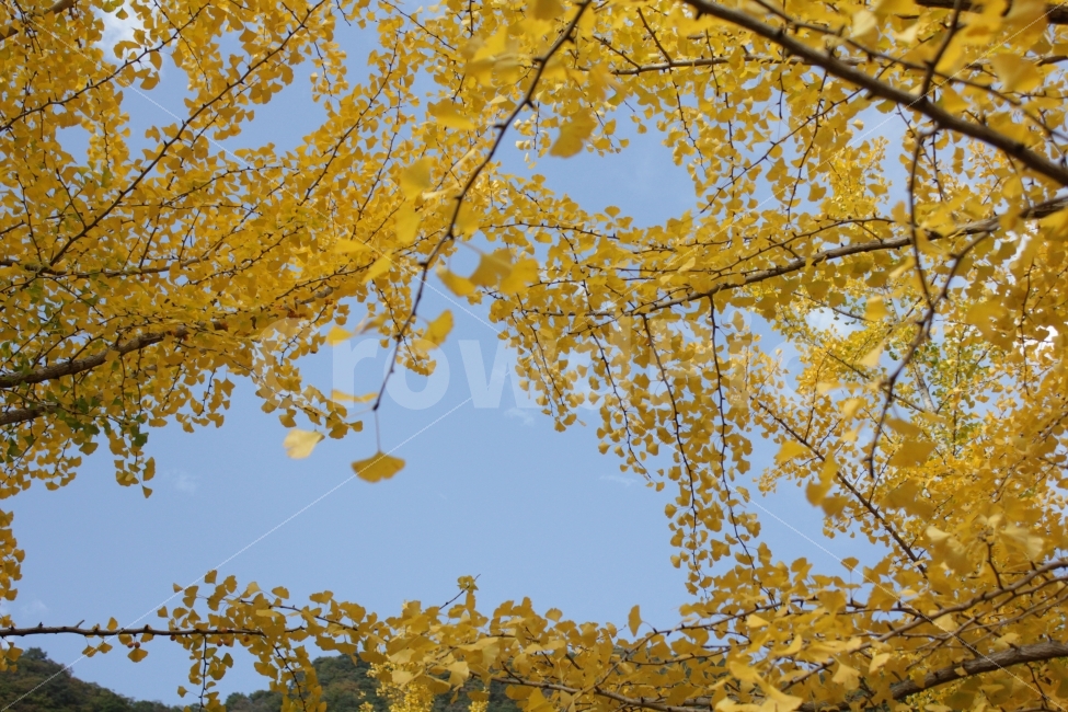 가을,단풍,단풍잎,하늘,노란색,하늘색,파란색,가로사진,가을,계절,fall,autumn,season,자연,풍경,nature,landscape,식물,plants,plant,tree,나무
