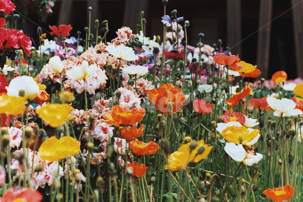 봄,꽃,자연,색감,감성사진,화려한,꽃밭,필름사진,빈티지,아날로그,봄꽃,spring,flower,nature,양귀비