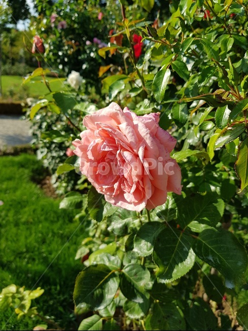 분홍장미,장미,flower,rose,꽃,식물