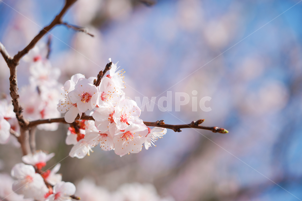 벚꽃,하늘,날씨,계절,봄꽃,나무,자연,맑은날,plant,식물,flower,blossom,꽃,봄,계절,spring,season
