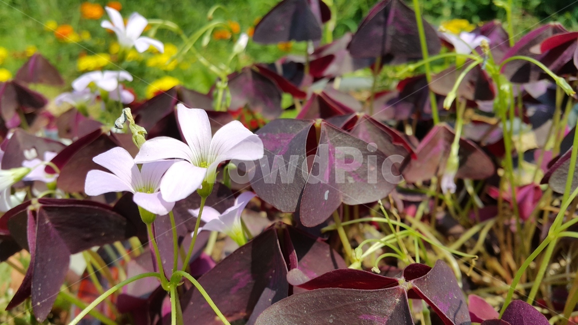 꽃,자연,푸르름,풀,식물,식물,자연,plants,nature,꽃,flower