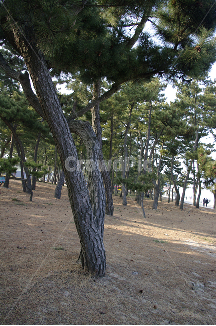 소나무,나무,식물,tree,plant,자연,나무줄기