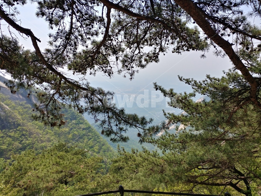 서울,북한산,seoul,산,전망,bukhansan,bukhansannationalpark,등산,mountain,소나무,pine,pinegrove,view,자연,풍경,nature,한국산,koreamountain,mountainview,forest,wood