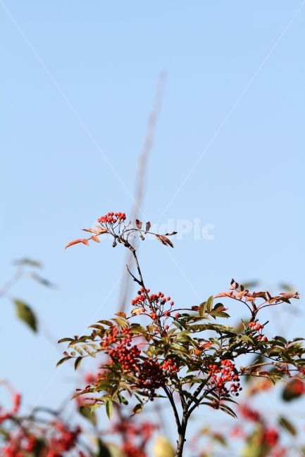 가을열매,가을사진,감성사진,빨간열매,식물,자연,식물,자연,plants,nature,과일,열매,fruit