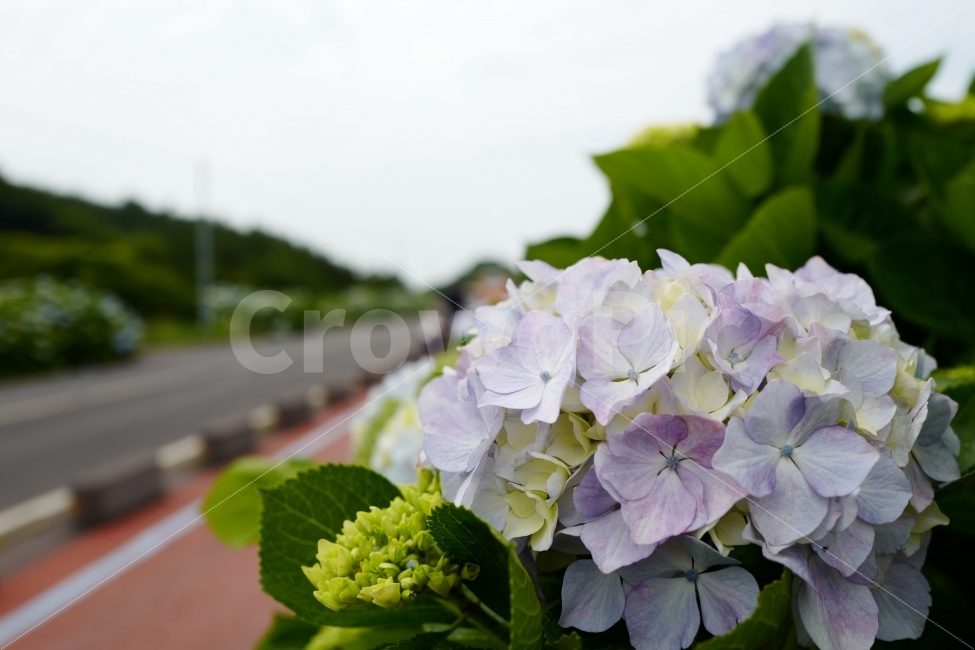수국,수숙길,꽃,제주도,여행,힐링,자연,식물,자연,plants,nature,꽃,flower
