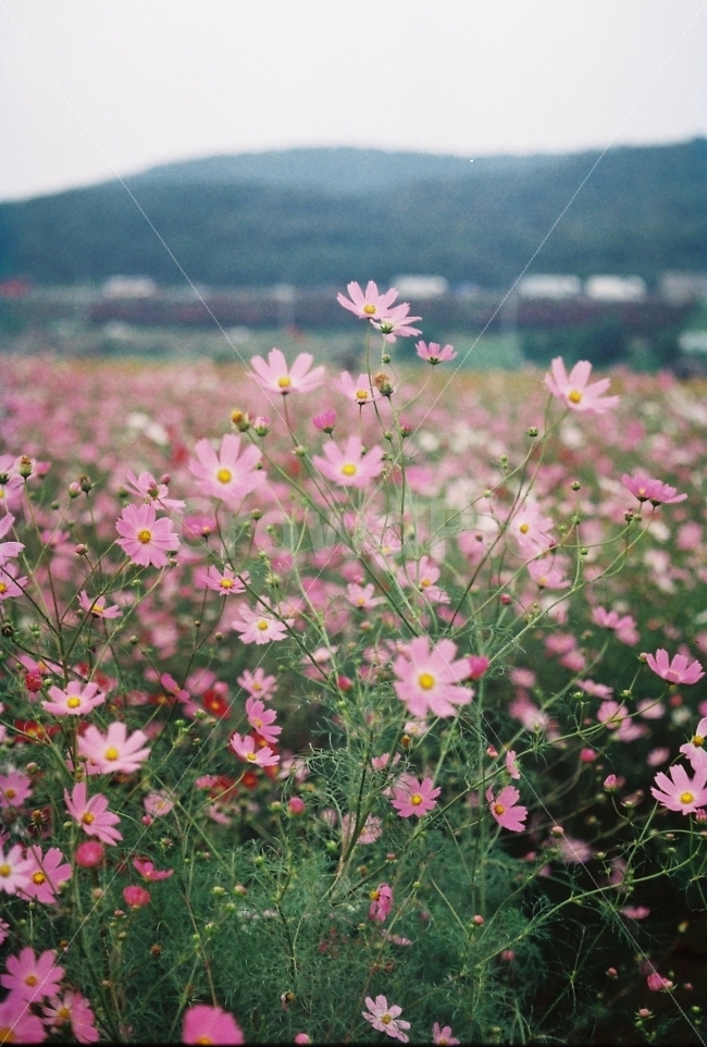 대구,하중도,코스모스,필름감성,꽃,가을,계절,fall,autumn,season,식물,자연,plants,nature,꽃,flower,감성,sensible,feeling,blossom,petal,꽃잎,plant
