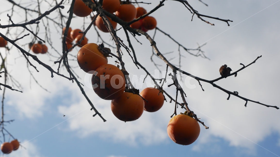 가을풍경,가을,가을하늘,감나무,감,감홍시,식물,fruit,과일,열매,fruit