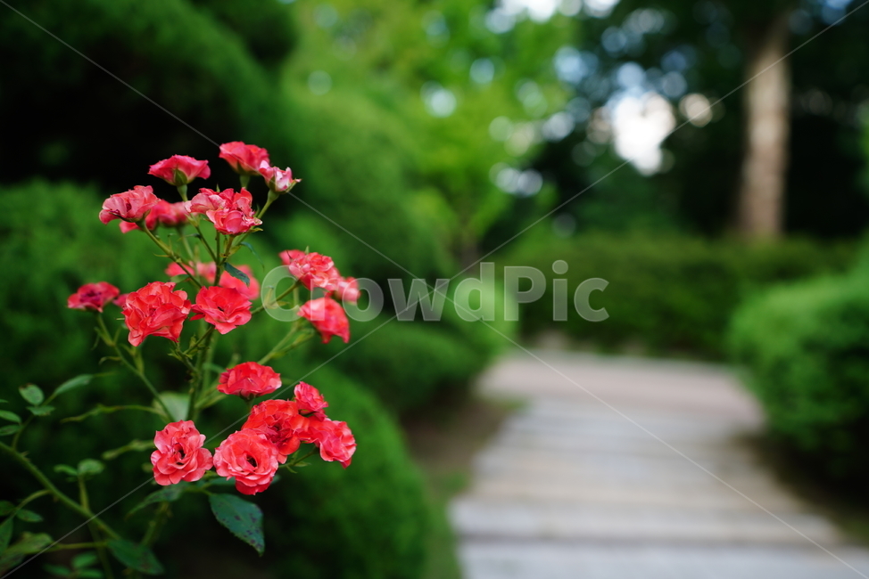 꽃,플라워,자연,식물,생물,생명,plant,flower,식물,자연,plants,nature,꽃,flower