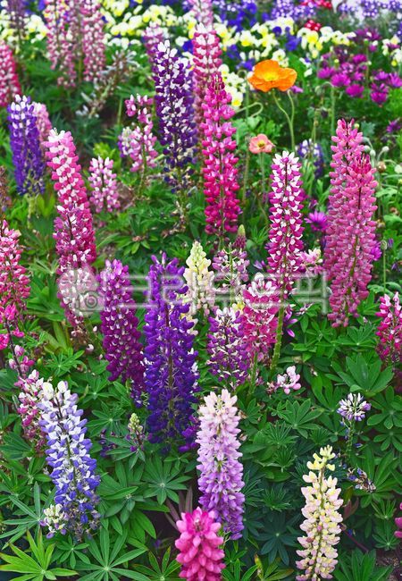 fancy,white flower,foxglove,flower bed,yellow,lupine,flower garden,horticultural plants,Orange,ornamental,Lily,red,Margaret,lily flower,lavender,park,blossom,green,Nasturtium flower,light purple,lilies,flower,outdoor,outdoors,blue,various,background,plant