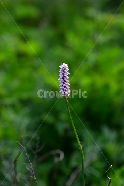 범꼬리,야생화,꽃,식물,자연,생태,플라워,flower,plants,nature,식물,자연,plants,nature,꽃,flower