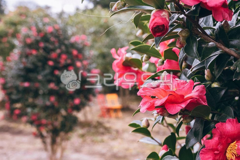 겨울꽃,동백,동백나무,제주,제주도,동백꽃,카멜리아,camellia,plant,잎사귀,겨울,flower,식물,blossom,꽃