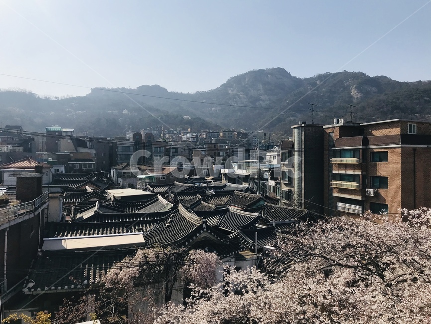 벚꽃,봄,한옥,경치,landscape,scenery