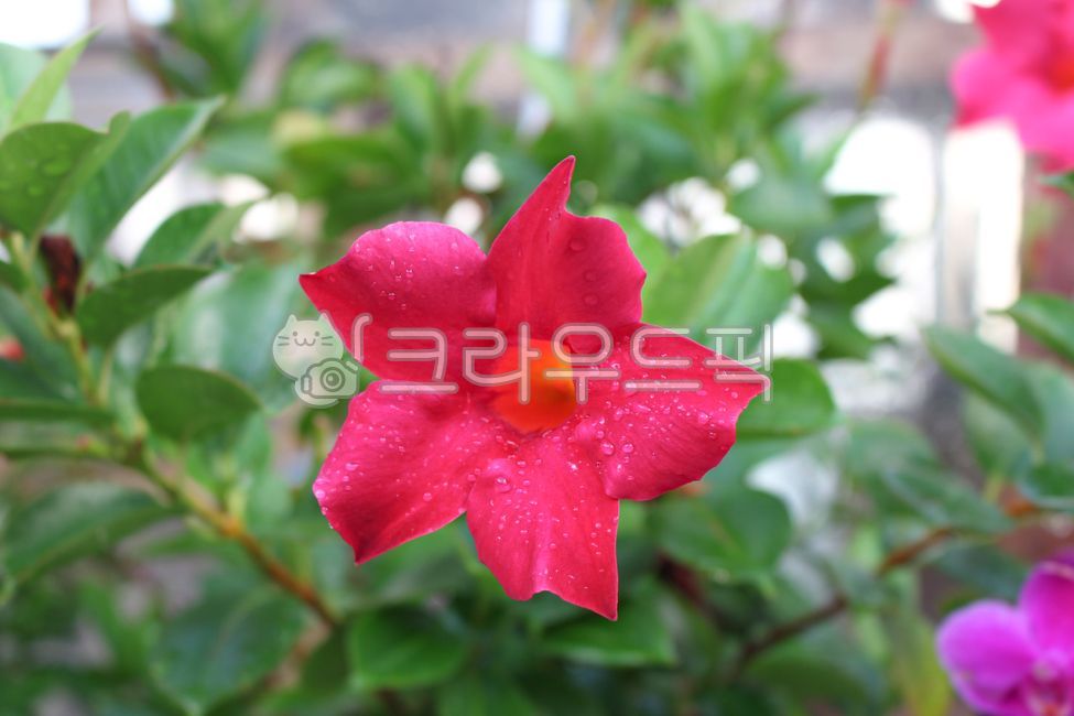 만데빌라,꽃,물방울,꽃잎,핑크꽃,rain,맺히다,작은물방울,mandevilla,여름꽃,만개,petal,flower,plant,blossom