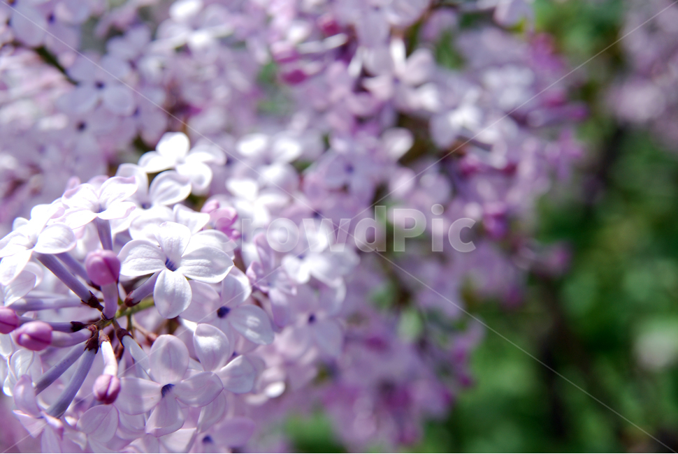 라일락,꽃,5월,봄,보라색,보랏빛,강화도,화사함,향기,식물,자연,plants,nature,꽃,flower