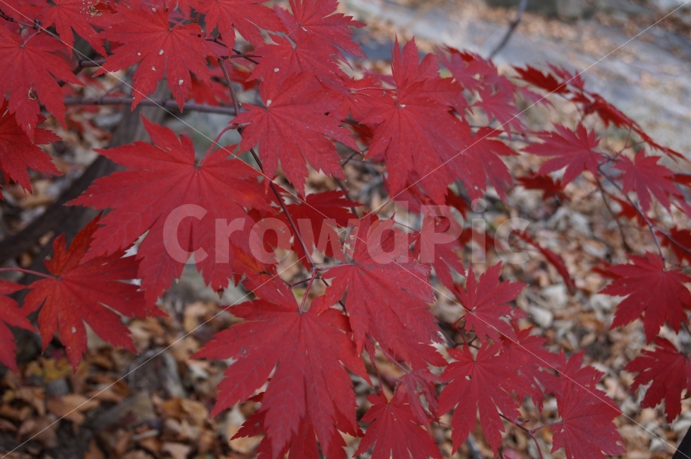 가을,낙엽,자연,식물,단풍,가을,계절,fall,autumn,season,식물,자연,plants,nature,leaf,잎,plant,tree,나무,maple
