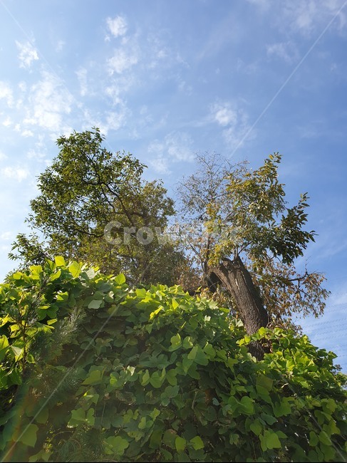 자연,나무,초록,여름,나뭇잎,나무잎,초록잎,햇살,트리,tree,sky,blue,green,leaf,leaves,nature,natural,park,outdoor,공원,숲,forest