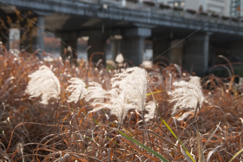 억새,가을,다리,억새풀,풀,가을,계절,fall,autumn,season,식물,자연,plants,nature,감성,sensible,feeling,plant,grass,잔디,lawn,reed,갈대